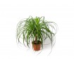 Beaucarnea