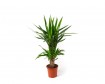 Yucca